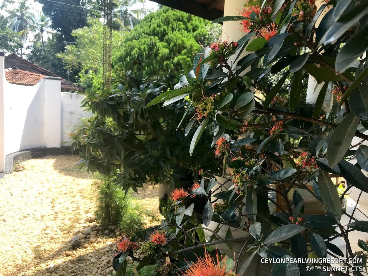 Ceylon Pearlwing Resort Negombo Kültér fotó