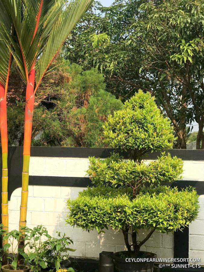 Ceylon Pearlwing Resort Negombo Kültér fotó